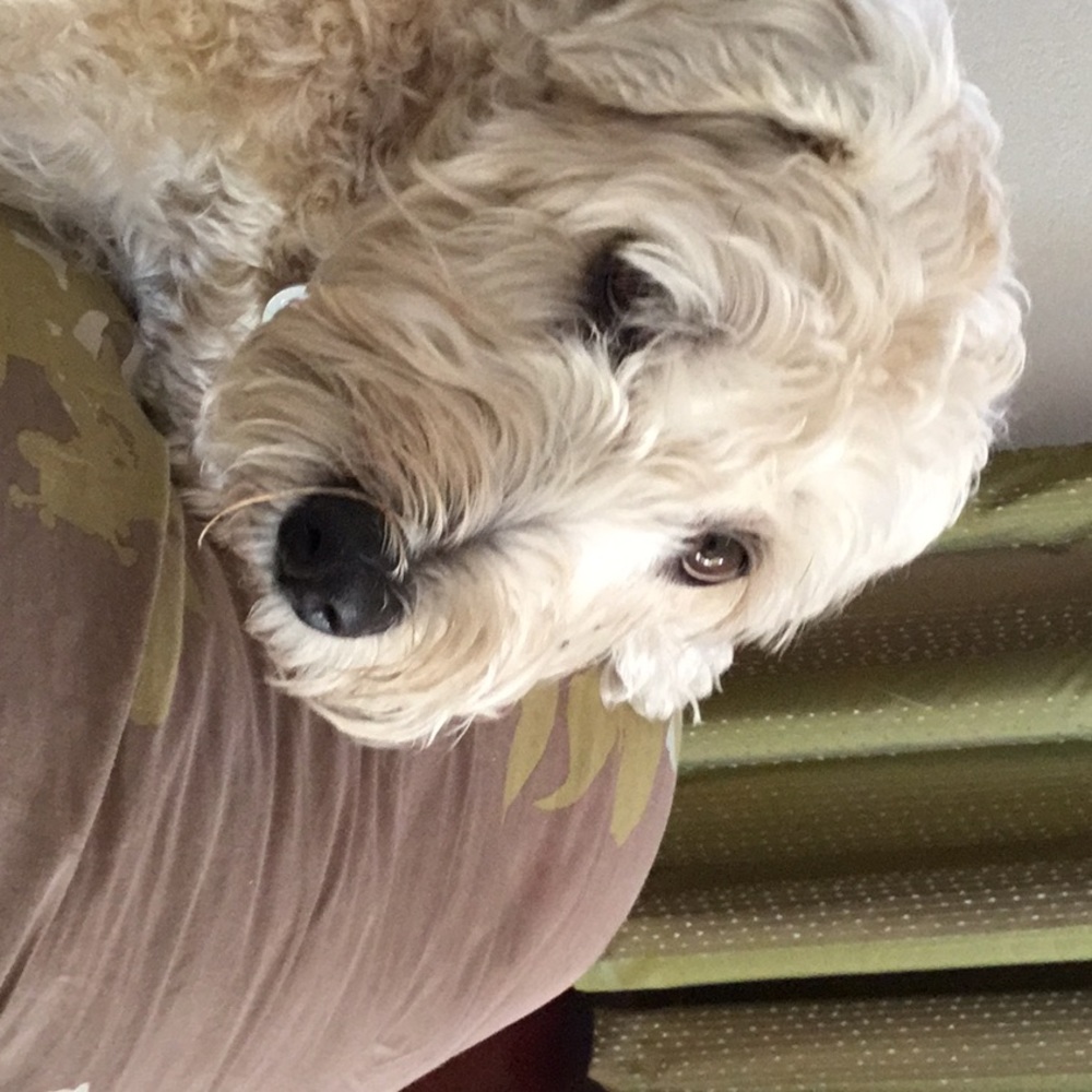 Meet your Posher, Traci